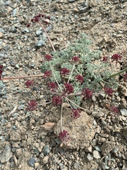 Lomatium cuspidatum