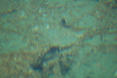 Cyprinodon bifasciatus