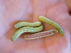 Argyrosticta decumana