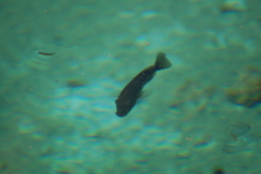 Herichthys minckleyi