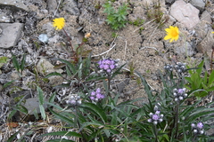 Saussurea tilesii putoranica