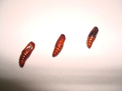 Argyrosticta decumana