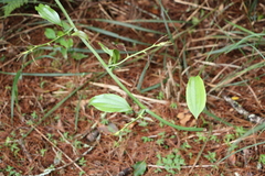 Smilax bracteata