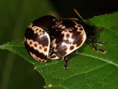 Platyphora fulvicornis