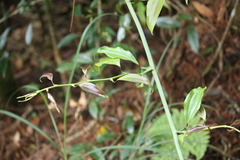 Smilax bracteata