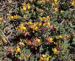 Acmispon decumbens decumbens