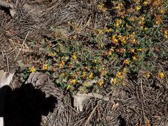Acmispon decumbens decumbens