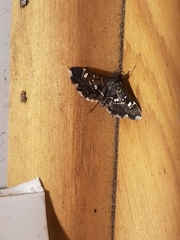 Diathrausta harlequinalis