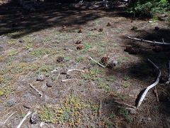Acmispon decumbens decumbens