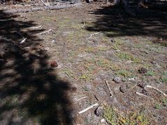 Acmispon decumbens decumbens
