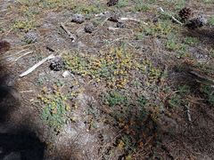 Acmispon decumbens decumbens