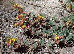 Acmispon decumbens decumbens