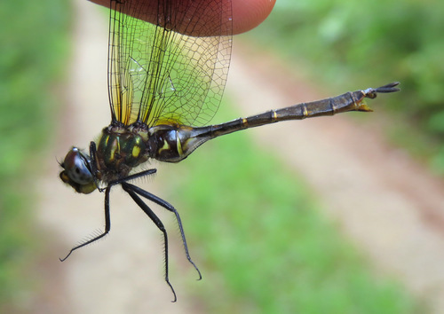 Brush-tipped Emerald photo 4