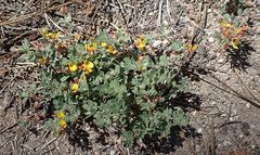 Acmispon decumbens decumbens