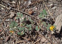 Acmispon decumbens decumbens