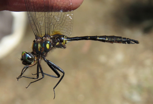 Brush-tipped Emerald photo 2