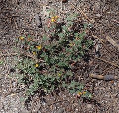 Acmispon decumbens decumbens