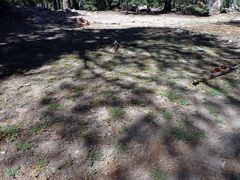 Acmispon decumbens decumbens