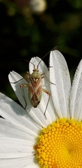 Calocoris roseomaculatus roseomaculatus