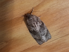 Choristoneura conflictana