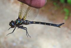Somatochlora forcipata