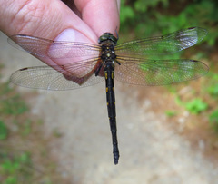 Somatochlora forcipata