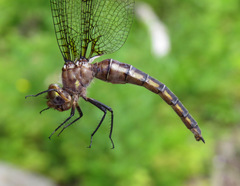 Neurocordulia michaeli