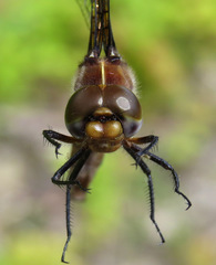 Neurocordulia michaeli