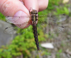 Neurocordulia michaeli