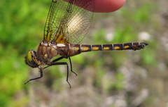 Neurocordulia michaeli