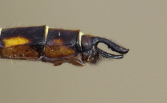Neurocordulia michaeli