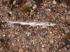 Scyliorhinus stellaris