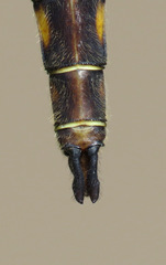 Neurocordulia michaeli