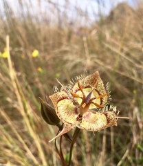 Calochortus tiburonensis