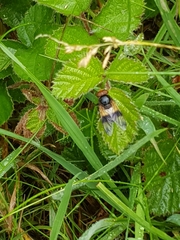 Volucella pellucens