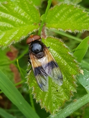 Volucella pellucens