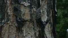 Tachopteryx thoreyi