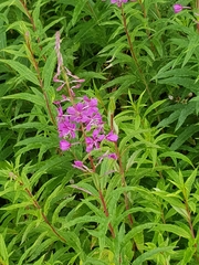 Chamaenerion angustifolium