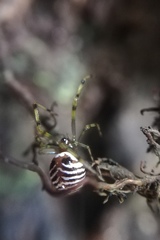 Theridion zonulatum