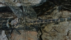 Tachopteryx thoreyi