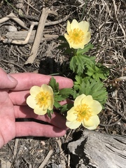 Trollius laxus