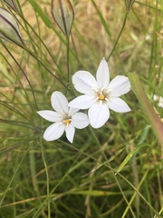 Triteleia peduncularis