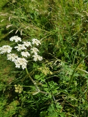 Heracleum sphondylium