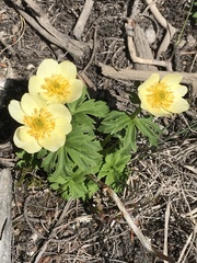 Trollius laxus