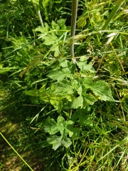 Heracleum sphondylium