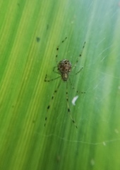 Theridion zonulatum