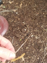 Xorides stigmapterus