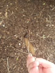 Xorides stigmapterus