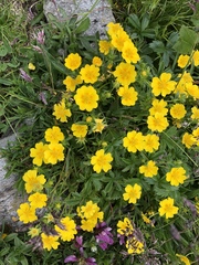 Potentilla aurea