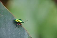 Calliphara excellens